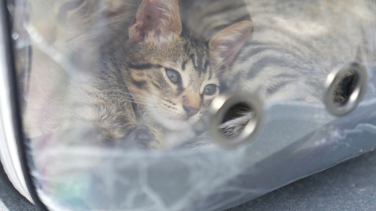 Perros y gatos podrán viajar en colectivos municipales de Lomas Perro dentro de un transportador para viajar en colectivo municipal de Lomas de Zamora